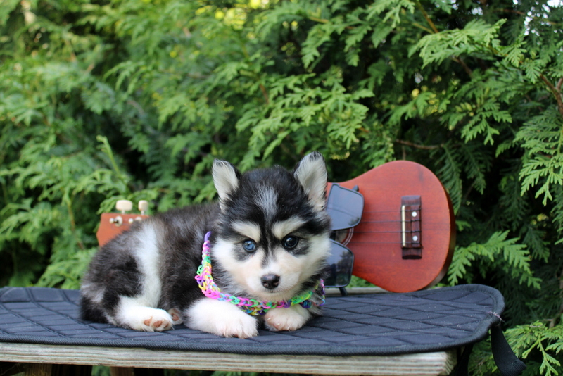 puppy, for, sale, Pomsky, Matthew B. Stoltzfus, dog, breeder, Gap, PA, dog-breeder, puppy-for-sale, forsale, nearby, find, puppyfind, locator, puppylocator, aca